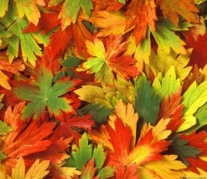Чому листя змінюють колір восени. Досліди з дітьми в домашніх умовах